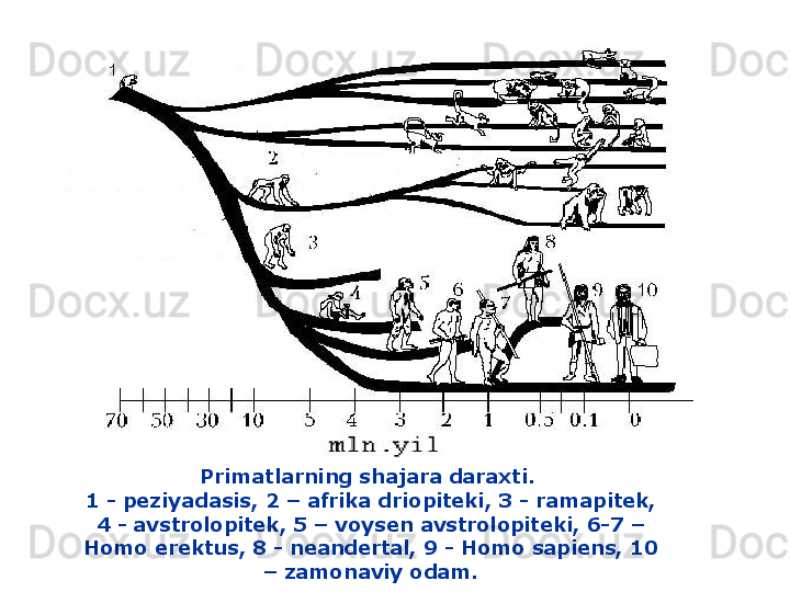 Primatlarning shajara daraxti.  
1 -  peziyadasis , 2 –  afrika driopiteki , 3 -  ramapitek , 
4 -  avstrolopitek , 5 –  voysen avstrolopiteki , 6-7 – 
Homo erektus , 8 -  neandertal , 9 - Homo sapiens, 10 
–  zamonaviy odam .