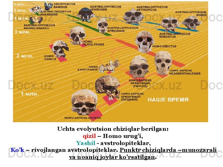 Uchta evolyutsion chiziqlar berilgan : 
qizil  – Homo  urug’i , 
Yashil   -  avstrolopiteklar ,
Ko’k  –  rivojlangan avstrolopiteklar .  Punktr chiziqlarda –munozarali 
va noaniq joylar ko’rsatilgan .  