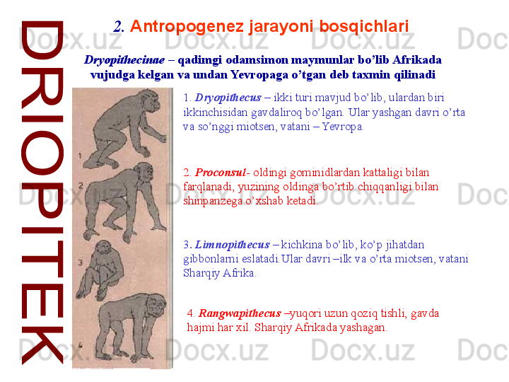   2.  Antropogenez jarayoni bosqichlari  
Dryopithecinae  –  qadimgi odamsimon maymunlar bo’lib Afrikada 
vujudga kelgan va undan Yevropaga o’tgan deb taxmin qilinadi
1.  Dryopithecus   – ikki turi mavjud bo’lib, ulardan biri 
ikkinchisidan gavdaliroq bo’lgan. Ular yashgan davri o’rta 
va so’nggi miotsen, vatani – Yevropa.  
2.  Proconsul - oldingi gominidlardan kattaligi bilan 
farqlanadi, yuzining oldinga bo’rtib chiqqanligi bilan 
shinpanzega o’xshab ketadi . 
3 .  Limnopithecus   – kichkina bo’lib, ko’p jihatdan 
gibbonlarni eslatadi.Ular davri –ilk va o’rta miotsen, vatani 
Sharqiy Afrika . 
4.  Rangwapithecus   –yuqori uzun qoziq tishli, gavda 
hajmi har xil. Sharqiy Afrikada yashagan .  