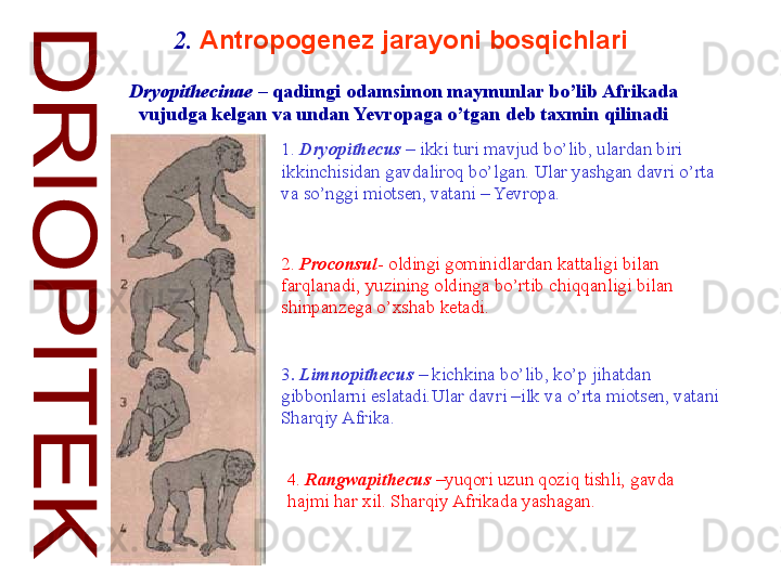 2.  Antropogenez jarayoni bosqichlari  
Dryopithecinae  –  qadimgi odamsimon maymunlar bo’lib Afrikada 
vujudga kelgan va undan Yevropaga o’tgan deb taxmin qilinadi
1.  Dryopithecus   – ikki turi mavjud bo’lib, ulardan biri 
ikkinchisidan gavdaliroq bo’lgan. Ular yashgan davri o’rta 
va so’nggi miotsen, vatani – Yevropa.  
2.  Proconsul - oldingi gominidlardan kattaligi bilan 
farqlanadi, yuzining oldinga bo’rtib chiqqanligi bilan 
shinpanzega o’xshab ketadi . 
3 .  Limnopithecus   – kichkina bo’lib, ko’p jihatdan 
gibbonlarni eslatadi.Ular davri –ilk va o’rta miotsen, vatani 
Sharqiy Afrika . 
4.  Rangwapithecus   –yuqori uzun qoziq tishli, gavda 
hajmi har xil. Sharqiy Afrikada yashagan .