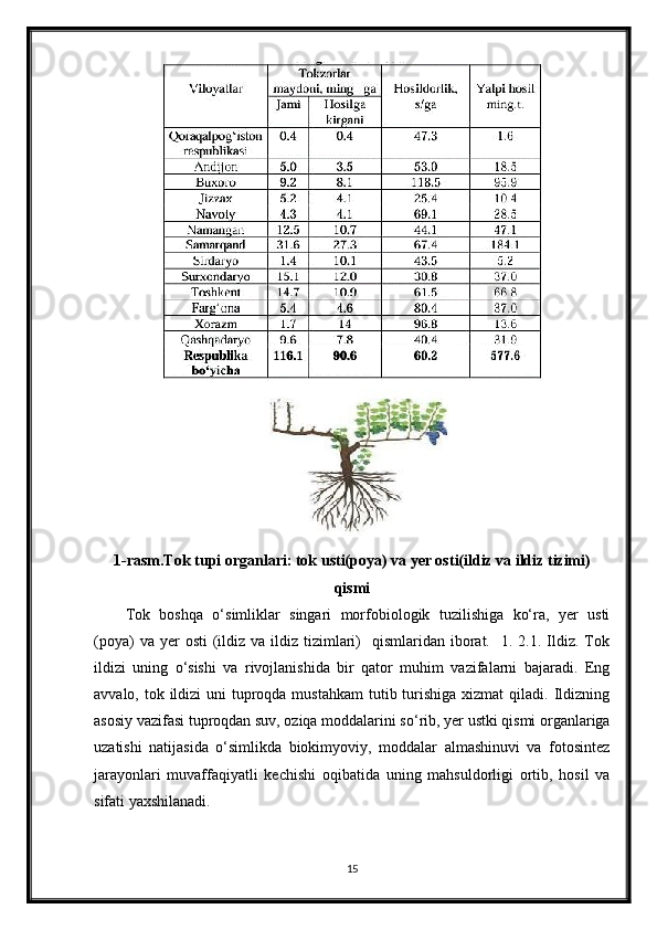 1-rasm.Tok tupi organlari: tok usti(poya) va yer osti(ildiz va ildiz tizimi)
qismi
Tok   boshqa   o‘simliklar   singari   morfobiologik   tuzilishiga   ko‘ra,   yer   usti
(poya)   va yer   osti  (ildiz va  ildiz tizimlari)    qismlaridan  iborat.    1. 2.1.  Ildiz.  Tok
ildizi   uning   o‘sishi   va   rivojlanishida   bir   qator   muhim   vazifalarni   bajaradi.   Eng
avvalo, tok ildizi  uni  tuproqda mustahkam  tutib turishiga  xizmat  qiladi. Ildizning
asosiy vazifasi tuproqdan suv, oziqa moddalarini so‘rib, yer ustki qismi organlariga
uzatishi   natijasida   o‘simlikda   biokimyoviy,   moddalar   almashinuvi   va   fotosintez
jarayonlari   muvaffaqiyatli   kechishi   oqibatida   uning   mahsuldorligi   ortib,   hosil   va
sifati yaxshilanadi.
15 