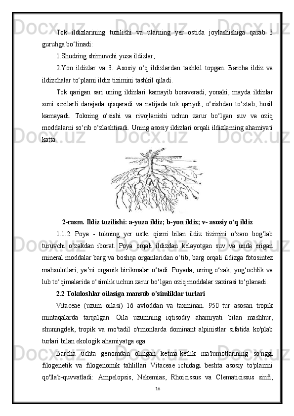 Tok   ildizlarining   tuzilishi   va   ularning   yer   ostida   joylashishiga   qarab   3
guruhga bo‘linadi:
1.Shudring shimuvchi yuza ildizlar;
2.Yon   ildizlar   va   3.   Asosiy   o‘q   ildizlardan   tashkil   topgan.   Barcha   ildiz   va
ildizchalar to‘plami ildiz tizimini tashkil qiladi.
Tok   qarigan   sari   uning   ildizlari   kamayib   boraveradi,   yonaki,   mayda   ildizlar
soni   sezilarli   darajada   qisqaradi   va   natijada   tok   qariydi,   o‘sishdan   to‘xtab,   hosil
kamayadi.   Tokning   o‘sishi   va   rivojlanishi   uchun   zarur   bo‘lgan   suv   va   oziq
moddalarni so‘rib o‘zlashtiradi. Uning asosiy ildizlari orqali ildizlarning ahamiyati
katta.
2-rasm. Ildiz tuzilishi: a-yuza ildiz; b-yon ildiz; v- asosiy o‘q ildiz
1.1.2.   Poya   -   tokning   yer   ustki   qismi   bilan   ildiz   tizimini   o‘zaro   bog‘lab
turuvchi   o‘zakdan   iborat.   Poya   orqali   ildizdan   kelayotgan   suv   va   unda   erigan
mineral moddalar barg va boshqa organlaridan o‘tib, barg orqali ildizga fotosintez
mahsulotlari, ya’ni  organik birikmalar  o‘tadi. Poyada, uning o‘zak, yog‘ochlik va
lub to‘qimalarida o‘simlik uchun zarur bo‘lgan oziq moddalar zaxirasi to‘planadi.
2.2 Tokdoshlar oilasiga mansub o’simliklar turlari
Vitaceae   (uzum   oilasi)   16   avloddan   va   taxminan.   950   tur   asosan   tropik
mintaqalarda   tarqalgan.   Oila   uzumning   iqtisodiy   ahamiyati   bilan   mashhur,
shuningdek,   tropik   va   mo'tadil   o'rmonlarda   dominant   alpinistlar   sifatida   ko'plab
turlari bilan ekologik ahamiyatga ega.
Barcha   uchta   genomdan   olingan   ketma-ketlik   ma'lumotlarining   so'nggi
filogenetik   va   filogenomik   tahlillari   Vitaceae   ichidagi   beshta   asosiy   to'plamni
qo'llab-quvvatladi:   Ampelopsis,   Nekemias,   Rhoicissus   va   Clematicissus   sinfi;
16 