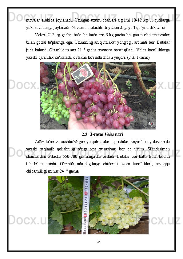 mevalar   alohida   joylanadi.   Uzulgan   uzum   boshlari   sig`imi   10-12   kg.   li   qutilarga
yoki savatlarga joylanadi. Navlarni aralashtirib yuborishga yo`l qo`ymaslik zarur. 
Veles- U 2 kg gacha, ba'zi hollarda esa 3 kg gacha bo'lgan pushti rezavorlar
bilan go'zal  to'plamga ega. Uzumning aniq muskat  yong'og'i  aromati bor. Butalar
juda  baland.  O'simlik   minus   21  °  gacha  sovuqqa  toqat  qiladi.  Veles   kasalliklarga
yaxshi qarshilik ko'rsatadi, o'rtacha ko'rsatkichdan yuqori. (2.3. 1-rasm)
2.3.  1-rasm  Veles  navi
Adler ta'mi va xushbo'yligini yo'qotmasdan, qarishdan keyin bir oy davomida
yaxshi   saqlanib   qolishning   o'ziga   xos   xususiyati   bor   oq   uzum.   Silindrsimon
shamlardan   o'rtacha   550-700   grammgacha   osiladi.   Butalar   bor   katta   kuch   kuchli
tok   bilan   o'sishi.   O'simlik   odatdagilarga   chidamli   uzum   kasalliklari,   sovuqqa
chidamliligi minus 24  ° gacha 
22 
