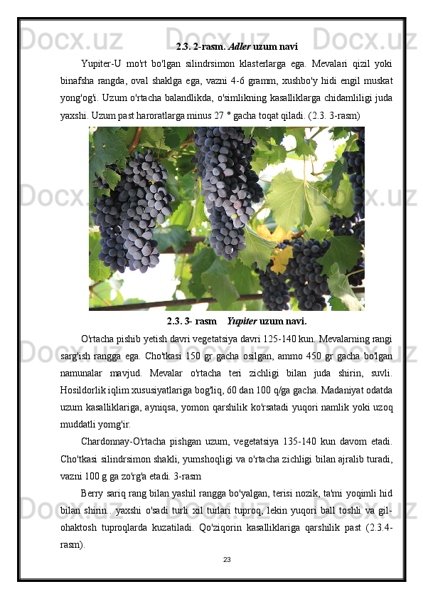 2.3. 2-rasm.  Adler  uzum navi
Yupiter-U   mo'rt   bo'lgan   silindrsimon   klasterlarga   ega.   Mevalari   qizil   yoki
binafsha   rangda,   oval   shaklga   ega,   vazni   4-6   gramm,   xushbo'y   hidi   engil   muskat
yong'og'i. Uzum o'rtacha balandlikda, o'simlikning kasalliklarga chidamliligi  juda
yaxshi. Uzum past haroratlarga minus 27 ° gacha toqat qiladi. (2.3. 3-rasm)
2.3. 3- rasm     Yupiter  uzum navi.
O'rtacha pishib yetish davri vegetatsiya davri 125-140 kun. Mevalarning rangi
sarg'ish   rangga   ega.   Cho'tkasi   150   gr   gacha   osilgan,   ammo   450   gr   gacha   bo'lgan
namunalar   mavjud.   Mevalar   o'rtacha   teri   zichligi   bilan   juda   shirin,   suvli.
Hosildorlik iqlim xususiyatlariga bog'liq, 60 dan 100 q/ga gacha. Madaniyat odatda
uzum kasalliklariga, ayniqsa, yomon qarshilik ko'rsatadi yuqori namlik yoki uzoq
muddatli yomg'ir.
Chardonnay-O'rtacha   pishgan   uzum,   vegetatsiya   135-140   kun   davom   etadi.
Cho'tkasi silindrsimon shakli, yumshoqligi va o'rtacha zichligi bilan ajralib turadi,
vazni 100 g ga zo'rg'a etadi. 3-rasm 
Berry sariq rang bilan yashil rangga bo'yalgan, terisi nozik, ta'mi yoqimli hid
bilan   shirin..   yaxshi   o'sadi   turli   xil   turlari   tuproq,   lekin   yuqori   ball   toshli   va   gil-
ohaktosh   tuproqlarda   kuzatiladi.   Qo'ziqorin   kasalliklariga   qarshilik   past   (2.3.4-
rasm).
23 