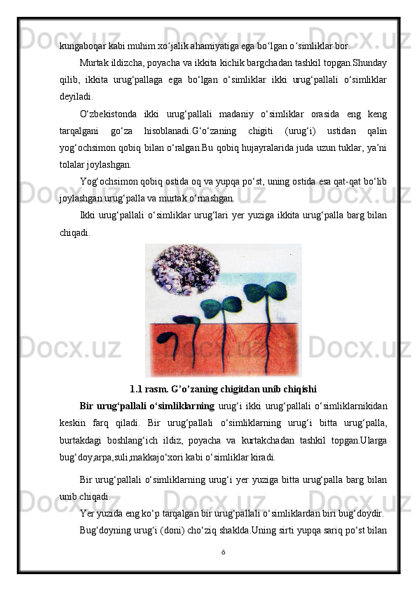 kungaboqar kabi muhim xo jalik ahamiyatiga ega bo lgan o simliklar bor.ʻ ʻ ʻ
Murtak ildizcha, poyacha va ikkita kichik bargchadan tashkil topgan.Shunday
qilib,   ikkita   urug‘pallaga   ega   bo‘lgan   o‘simliklar   ikki   urug‘pallali   o‘simliklar
deyiladi.
O‘zbekistonda   ikki   urug‘pallali   madaniy   o‘simliklar   orasida   eng   keng
tarqalgani   go‘za   hisoblanadi.G‘o‘zaning   chigiti   (urug‘i)   ustidan   qalin
yog‘ochsimon qobiq bilan o‘ralgan.Bu qobiq hujayralarida juda uzun tuklar, ya’ni
tolalar joylashgan.  
Yog‘ochsimon qobiq ostida oq va yupqa po‘st, uning ostida esa qat-qat bo‘lib
joylashgan urug‘palla va murtak o‘rnashgan.
Ikki  urug‘pallali o‘simliklar urug‘lari  yer  yuziga ikkita urug‘palla barg bilan
chiqadi.
1.1 rasm. G’o’zaning chigitdan unib chiqishi
Bir   urug‘pallali   o‘simliklarning   urug‘i   ikki   urug‘pallali   o‘simliklarnikidan
keskin   farq   qiladi.   Bir   urug‘pallali   o‘simliklarning   urug‘i   bitta   urug‘palla,
burtakdagi   boshlang‘ich   ildiz,   poyacha   va   kurtakchadan   tashkil   topgan.Ularga
bug‘doy,arpa,suli,makkajo‘xori kabi o‘simliklar kiradi.
Bir   urug‘pallali   o‘simliklarning  urug‘i  yer  yuziga  bitta  urug‘palla   barg  bilan
unib chiqadi.
Yer yuzida eng ko‘p tarqalgan bir urug‘pallali o‘simliklardan biri bug‘doydir.
Bug‘doyning urug‘i (doni) cho‘ziq shaklda.Uning sirti yupqa sariq po‘st bilan
6 