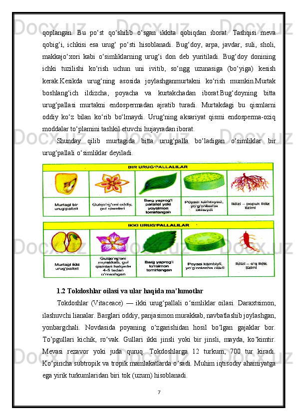 qoplangan.   Bu   po‘st   qo‘shilib   o‘sgan   ikkita   qobiqdan   iborat.   Tashqisi   meva
qobig‘i,   ichkisi   esa   urug‘   po‘sti   hisoblanadi.   Bug‘doy,   arpa,   javdar,   suli,   sholi,
makkajo‘xori   kabi   o‘simliklarning   urug‘i   don   deb   yuritiladi.   Bug‘doy   donining
ichki   tuzilishi   ko‘rish   uchun   uni   ivitib,   so‘ngg   uzunasiga   (bo‘yiga)   kesish
kerak.Kesikda   urug‘ning   asosida   joylashganmurtakni   ko‘rish   mumkin.Murtak
boshlang‘ich   ildizcha,   poyacha   va   kurtakchadan   iborat.Bug‘doyning   bitta
urug‘pallasi   murtakni   endospermadan   ajratib   turadi.   Murtakdagi   bu   qismlarni
oddiy   ko‘z   bilan   ko‘rib   bo‘lmaydi.   Urug‘ning   aksariyat   qismi   endosperma-oziq
moddalar to‘plamini tashkil etuvchi hujayradan iborat.
Shunday   qilib   murtagida   bitta   urug‘palla   bo‘ladigan   o‘simliklar   bir
urug‘pallali o‘simliklar deyiladi.
1.2 Tokdoshlar oilasi va ular haqida ma’lumotlar
Tokdoshlar   (Vitaceace)   —   ikki   urug pallali   o simliklar   oilasi.   Daraxtsimon,ʻ ʻ
ilashuvchi lianalar. Barglari oddiy, panjasimon murakkab, navbatlashib joylashgan,
yonbargchali.   Novdasida   poyaning   o zgarishidan   hosil   bo lgan   gajaklar   bor.	
ʻ ʻ
To’pgullari   kichik,   ro vak.   Gullari   ikki   jinsli   yoki   bir   jinsli,   mayda,   ko kimtir.	
ʻ ʻ
Mevasi   rezavor   yoki   juda   quruq.   Tokdoshlarga   12   turkum,   700   tur   kiradi.
Ko pincha subtropik va tropik mamlakatlarda o sadi. Muhim iqtisodiy ahamiyatga	
ʻ ʻ
ega yirik turkumlaridan biri tok (uzum) hisoblanadi.
7 