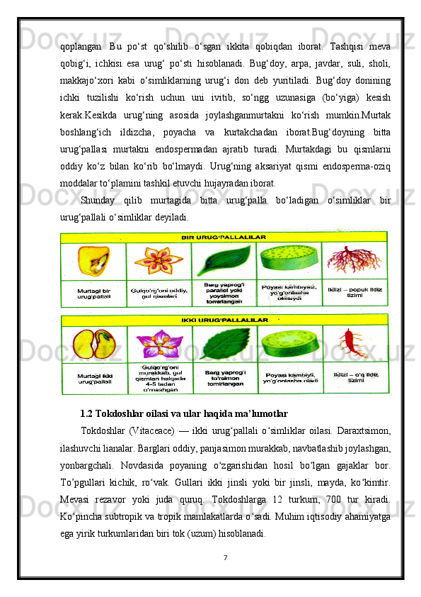 qoplangan.   Bu   po‘st   qo‘shilib   o‘sgan   ikkita   qobiqdan   iborat.   Tashqisi   meva
qobig‘i,   ichkisi   esa   urug‘   po‘sti   hisoblanadi.   Bug‘doy,   arpa,   javdar,   suli,   sholi,
makkajo‘xori   kabi   o‘simliklarning   urug‘i   don   deb   yuritiladi.   Bug‘doy   donining
ichki   tuzilishi   ko‘rish   uchun   uni   ivitib,   so‘ngg   uzunasiga   (bo‘yiga)   kesish
kerak.Kesikda   urug‘ning   asosida   joylashganmurtakni   ko‘rish   mumkin.Murtak
boshlang‘ich   ildizcha,   poyacha   va   kurtakchadan   iborat.Bug‘doyning   bitta
urug‘pallasi   murtakni   endospermadan   ajratib   turadi.   Murtakdagi   bu   qismlarni
oddiy   ko‘z   bilan   ko‘rib   bo‘lmaydi.   Urug‘ning   aksariyat   qismi   endosperma-oziq
moddalar to‘plamini tashkil etuvchi hujayradan iborat.
Shunday   qilib   murtagida   bitta   urug‘palla   bo‘ladigan   o‘simliklar   bir
urug‘pallali o‘simliklar deyiladi.
1.2 Tokdoshlar oilasi va ular haqida ma’lumotlar
Tokdoshlar   (Vitaceace)   —   ikki   urug pallali   o simliklar   oilasi.   Daraxtsimon,ʻ ʻ
ilashuvchi lianalar. Barglari oddiy, panjasimon murakkab, navbatlashib joylashgan,
yonbargchali.   Novdasida   poyaning   o zgarishidan   hosil   bo lgan   gajaklar   bor.	
ʻ ʻ
To’pgullari   kichik,   ro vak.   Gullari   ikki   jinsli   yoki   bir   jinsli,   mayda,   ko kimtir.	
ʻ ʻ
Mevasi   rezavor   yoki   juda   quruq.   Tokdoshlarga   12   turkum,   700   tur   kiradi.
Ko pincha subtropik va tropik mamlakatlarda o sadi. Muhim iqtisodiy ahamiyatga	
ʻ ʻ
ega yirik turkumlaridan biri tok (uzum) hisoblanadi.
7
