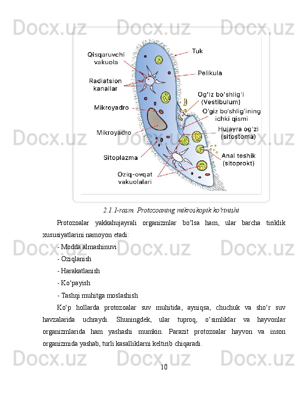 2.1.1-rasm. Protozoaning mikroskopik ko'rinishi
Protozoalar   yakkahujayrali   organizmlar   bo‘lsa   ham,   ular   barcha   tiriklik
xususiyatlarini namoyon etadi:  
- Modda almashinuvi  
- Oziqlanish  
- Harakatlanish  
- Ko‘payish  
- Tashqi muhitga moslashish  
Ko‘p   hollarda   protozoalar   suv   muhitida,   ayniqsa,   chuchuk   va   sho‘r   suv
havzalarida   uchraydi.   Shuningdek,   ular   tuproq,   o‘simliklar   va   hayvonlar
organizmlarida   ham   yashashi   mumkin.   Parazit   protozoalar   hayvon   va   inson
organizmida yashab, turli kasalliklarni keltirib chiqaradi.  
10  