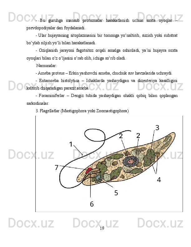 -   Bu   guruhga   mansub   protozoalar   harakatlanish   uchun   soxta   oyoqlar   –
psevdopodiyalar dan foydalanadi.  
-   Ular   hujayraning   sitoplazmasini   bir   tomonga   yo‘naltirib,   suzish   yoki   substrat
bo‘ylab siljish yo‘li bilan harakatlanadi.  
-   Oziqlanish   jarayoni   fagotsitoz   orqali   amalga   oshiriladi,   ya’ni   hujayra   soxta
oyoqlari bilan o‘z o‘ljasini o‘rab olib, ichiga so‘rib oladi.  
 Namunalar:  
- Ameba proteus – Erkin yashovchi ameba, chuchuk suv havzalarida uchraydi.  
-   Entamoeba   histolytica   –   Ichaklarda   yashaydigan   va   dizenteriya   kasalligini
keltirib chiqaradigan parazit ameba.  
-   Foraminiferlar   –   Dengiz   tubida   yashaydigan   ohakli   qobiq   bilan   qoplangan
sarkodinalar.  
3. Flagellatlar (Mastigophora yoki Zoomastigophora)
19 3
4
5
67 