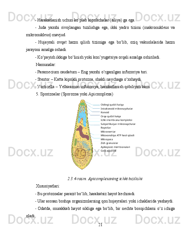 - Harakatlanish uchun ko‘plab kiprikchalar (siliya) ga ega.  
-   Juda   yaxshi   rivojlangan   tuzilishga   ega,   ikki   yadro   tizimi   (makronukleus   va
mikronukleus) mavjud.  
-   Hujayrali   ovqat   hazm   qilish   tizimiga   ega   bo‘lib,   oziq   vakuolalarida   hazm
jarayoni amalga oshadi.  
- Ko‘payish ikkiga bo‘linish yoki kon’yugatsiya orqali amalga oshiriladi.  
 Namunalar:  
- Paramecium caudatum – Eng yaxshi o‘rganilgan infuzoriya turi.  
- Stentor – Katta kiprikli protozoa, shakli naychaga o‘xshaydi.  
- Vorticella – Yelkasimon infuzoriya, harakatlanish qobiliyati kam.  
 5. Sporizoalar (Sporozoa yoki Apicomplexa)
                            
2.3.4-rasm. Apicomplexaning ichki tuzilishi
 Xususiyatlari:  
- Bu protozoalar parazit bo‘lib, harakatsiz hayot kechiradi.  
- Ular asosan boshqa organizmlarning qon hujayralari yoki ichaklarida yashaydi.
- Odatda, murakkab hayot  sikliga ega bo‘lib, bir nechta bosqichlarni  o‘z ichiga
oladi.  
21 Oldingi qutbli halqa
Intrakonoid mikronaychalar
Konoid
Orqa qutbli halqa
Ichki membrana kompleksi
Subpellikulyar mikronaychalar
Roptrilar
Mikronemlar
Mitoxondriya ATP hosil qiladi
Mikropora
Zich granulalar
Apikoplast membranalari
Golji apparati
Yadro 
