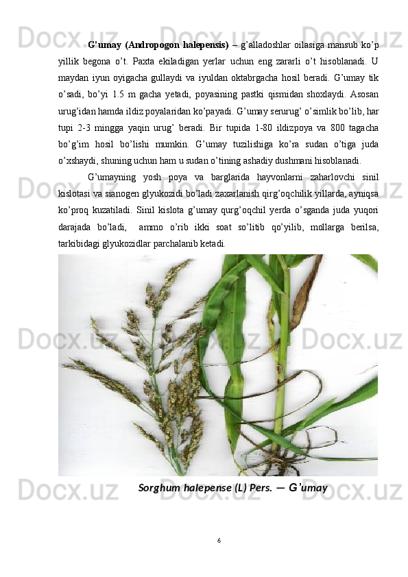 G’umay   (Andropogon   halepensis)   –   g’alladoshlar   oilasiga   mansub   ko’p
yillik   begona   o’t.   Paxta   ekiladigan   yerlar   uchun   eng   zararli   o’t   hisoblanadi.   U
maydan   iyun   oyigacha   gullaydi   va   iyuldan   oktabrgacha   hosil   beradi.   G’umay   tik
o’sadi,   bo’yi   1.5   m   gacha   yetadi,   poyasining   pastki   qismidan   shoxlaydi.   Asosan
urug’idan hamda ildiz poyalaridan ko’payadi. G’umay serurug’ o’simlik bo’lib, har
tupi   2-3   mingga   yaqin   urug’   beradi.   Bir   tupida   1-80   ildizpoya   va   800   tagacha
bo’g’im   hosil   bo’lishi   mumkin.   G’umay   tuzilishiga   ko’ra   sudan   o’tiga   juda
o’xshaydi, shuning uchun ham u sudan o’tining ashadiy dushmani hisoblanadi.
G’umayning   yosh   poya   va   barglarida   hayvonlarni   zaharlovchi   sinil
kislotasi va sianogen glyukozidi bo’ladi zaxarlanish qirg’oqchilik yillarda, ayniqsa
ko’proq   kuzatiladi.   Sinil   kislota   g’umay   qurg’oqchil   yerda   o’sganda   juda   yuqori
darajada   bo’ladi,     ammo   o’rib   ikki   soat   so’litib   qo’yilib,   mollarga   berilsa,
tarkibidagi glyukozidlar parchalanib ketadi. 
Sorghum halepense (L) Pers. —  G’ um а y
6