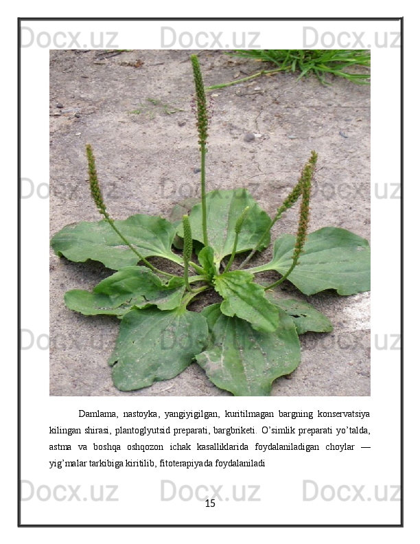   Damlama,   nastoyka,   yangiyigilgan,   kuritilmagan   bargning   konservatsiya
kilingan shirasi,  plantoglyutsid  preparati, bargbriketi.  O’simlik  preparati  yo’talda,
astma   va   boshqa   oshqozon   ichak   kasalliklarida   foydalaniladigan   choylar   —
yig’malar tarkibiga kiritilib, fitoterapiyada foydalaniladi 
15 