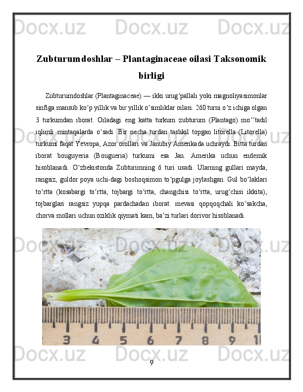 Zubturumdoshlar – Plantaginaceae oilasi Taksonomik
birligi  
     Zubturumdoshlar (Plantaginaceae) — ikki urug pallali yoki magnoliyasimonlarʻ
sinfiga mansub ko p yillik va bir yillik o simliklar oilasi. 260 turni o z ichiga olgan	
ʻ ʻ ʻ
3   turkumdan   iborat.   Oiladagi   eng   katta   turkum   zubturum   (Plantago)   mo tadil	
ʻʼ
iqlimli   mintaqalarda   o sadi.  	
ʻ Bir   necha   turdan   tashkil   topgan   litorella   (Litorella)
turkumi faqat Yevropa, Azor orollari va Janubiy Amerikada uchraydi. Bitta turdan
iborat   bouguyeria   (Bougueria)   turkumi   esa   Jan.   Amerika   uchun   endemik
hisoblanadi.   O zbekistonda   Zubturimning   6   turi   usadi.   Ularning   gullari   mayda,	
ʻ
rangsiz, guldor  poya uchi-dagi  boshoqsimon to pgulga joylashgan.  Gul  bo laklari	
ʻ ʻ
to rtta   (kosabargi   to rtta,   tojbargi   to rtta,   changchisi   to rtta,   urug chisi   ikkita),	
ʻ ʻ ʻ ʻ ʻ
tojbarglari   rangsiz   yupqa   pardachadan   iborat.   mevasi   qopqoqchali   ko sakcha,	
ʻ
chorva mollari uchun oziklik qiymati kam, ba zi turlari dorivor hisoblanadi.	
ʼ
9 