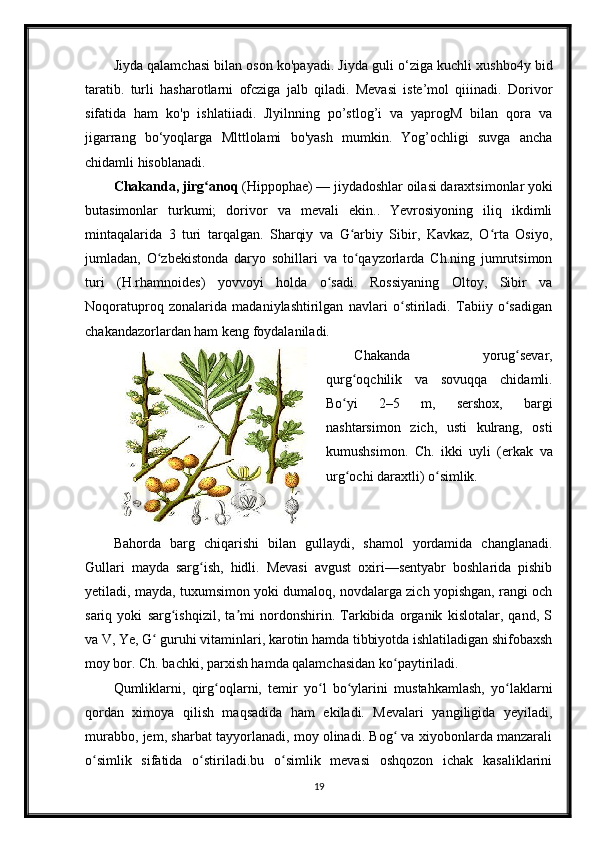 Jiyda qalamchasi bilan oson ko'payadi. Jiyda guli o‘ziga kuchli xushbo4y bid
taratib.   turli   hasharotlarni   ofcziga   jalb   qiladi.   Mevasi   iste’mol   qiiinadi.   Dorivor
sifatida   ham   ko'p   ishlatiiadi.   Jlyilnning   po’stlog’i   va   yaprogM   bilan   qora   va
jigarrang   bo‘yoqlarga   Mlttlolami   bo'yash   mumkin.   Yog’ochligi   suvga   ancha
chidamli hisoblanadi.
Chakanda, jirg anoqʻ  (Hippophae) — jiydadoshlar oilasi daraxtsimonlar yoki
butasimonlar   turkumi;   dorivor   va   mevali   ekin..   Yevrosiyoning   iliq   ikdimli
mintaqalarida   3   turi   tarqalgan.   Sharqiy   va   G arbiy   Sibir,   Kavkaz,   O rta   Osiyo,	
ʻ ʻ
jumladan,   O zbekistonda   daryo   sohillari   va   to qayzorlarda   Ch.ning   jumrutsimon	
ʻ ʻ
turi   (H.rhamnoides)   yovvoyi   holda   o sadi.   Rossiyaning   Oltoy,   Sibir   va	
ʻ
Noqoratuproq   zonalarida   madaniylashtirilgan   navlari   o stiriladi.   Tabiiy   o sadigan	
ʻ ʻ
chakandazorlardan ham keng foydalaniladi.
Chakanda   yorug sevar,	
ʻ
qurg oqchilik   va   sovuqqa   chidamli.	
ʻ
Bo yi   2–5   m,   sershox,   bargi
ʻ
nashtarsimon   zich,   usti   kulrang,   osti
kumushsimon.   Ch.   ikki   uyli   (erkak   va
urg ochi daraxtli) o simlik.
ʻ ʻ
Bahorda   barg   chiqarishi   bilan   gullaydi,   shamol   yordamida   changlanadi.
Gullari   mayda   sarg ish,   hidli.   Mevasi   avgust   oxiri—sentyabr   boshlarida   pishib	
ʻ
yetiladi, mayda, tuxumsimon yoki dumaloq, novdalarga zich yopishgan, rangi och
sariq   yoki   sarg ishqizil,   ta mi   nordonshirin.   Tarkibida   organik   kislotalar,   qand,   S	
ʻ ʼ
va V, Ye, G  guruhi vitaminlari, karotin hamda tibbiyotda ishlatiladigan shifobaxsh	
ʻ
moy bor. Ch. bachki, parxish hamda qalamchasidan ko paytiriladi.	
ʻ
Qumliklarni,   qirg oqlarni,   temir   yo l   bo ylarini   mustahkamlash,   yo laklarni	
ʻ ʻ ʻ ʻ
qordan   ximoya   qilish   maqsadida   ham   ekiladi.   Mevalari   yangiligida   yeyiladi,
murabbo, jem, sharbat tayyorlanadi, moy olinadi. Bog  va xiyobonlarda manzarali	
ʻ
o simlik   sifatida   o stiriladi.bu   o simlik   mevasi   oshqozon   ichak   kasaliklarini	
ʻ ʻ ʻ
19 