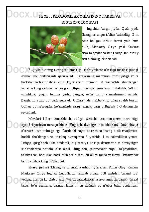 I BOB: JIYDADOSHLAR OILASINING TARIXI VA
BIOTEXNOLOGIYASI
Ingichka   bargli   jiyda,   Qosh   jiyda
(Elaeagnus   angustifolia)   balandligi   8   m
gacha   bo’lgan   kichik   daraxt   yoki   buta
bo’lib,   Markaziy   Osiyo   yoki   Kavkaz
daryo  to’qaylarida  keng  tarqalgan  asosiy
darxt o’simligi hisoblanad.
Bu jiyda turining tuproq tanlamasligi, sho’r yerlarda o’sishga moslashganligi
o’rmon   melioratsiyasida   qadirlanadi.   Barglarining   manzarali   hususiyatiga   ko’ra
ko’kalamzorlashtirishda   keng   foydalanish   mumkin.   Mirzacho’lda   sho’rlangan
yerlarda  keng  ekilmoqda.  Barglari  ellipssimon   yoki  lansetsimon   shakilda.  5-8  sm
uzunlikda,   yuqori   tomoni   yashil   rangda,   ostki   qismi   kumushsimon   rangda.
Barglarini   yozib   bo’lgach   gullaydi.   Gullari   juda   hushbo’yligi   bilan   ajralib   turadi.
Gullari   qo’ng’iroqcha   ko’rinishida   sariq   rangda,   barg   qultig’ida   1-3   donagacha
joylashadi.
Mevalari   1,5   sm   uzunlikkacha   bo’lgan   donacha,   unsimon   shirin   meva   etiga
ega.  3-4  yoshdan  mevaga   kiradi.  Yog’ochi  duradgorlikda  ishlatiladi.   Juda  chuqur
o’suvchi   ildiz   tizimiga   ega.   Dastlabki   hayot   bosqichida   tezroq   o’sib   rivojlanadi,
kuchli   sho’rlangan   va   toshloq   tuproqlarda   5   yoshida   4   m   balandlikka   yetadi.
Issiqqa, qurg’oqchilikka chidamli, eng asosiysi  boshqa  daraxtlar  o’sa  olmaydigan
sho’rhoklarda   bemalol   o’sa   oladi.   Urug’idan,   qalamchalar   orqoli   ko’paytiriladi,
to’nkasidan   bachkilar   hosil   qilib   tez   o’sadi,   60-80   yilgacha   yashaydi.   Ixotazorlar
barpo etishda keng qo’llaniladi.
Sharq jiydasi   (Elaeagnus orientalis)  ushbu jiyda areali Pomir-Oloy, Kavkaz
Markaziy   Osiyo   tog’lari   hududlarini   qamrab   olgan,   500   metrdan   baland   tog’
yonbag’irlarida ko’plab o’sadi. 7–8 m balandlikkacha rivojlanuvchi daraxt, daraxt
tanasi   to’q   jigarrang,   barglari   lansetsimon   shakilda   oq   g’ubor   bilan   qoplangan.
4