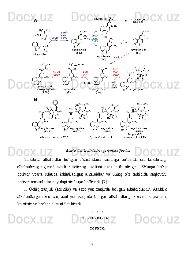 Alkoloidlar biosintezining sxematik ifoodasi
Tarkibida   alkaloidlar   bo’lgan   o’simliklarni   sinflarga   bo’lishda   uni   tarkibidagi
alkaloidning   uglerod   azotli   skletining   tuzilishi   asos   qilib   olingan.   SHunga   ko’ra
dorivor   vosita   sifatida   ishlatiladigan   alkaloidlar   va   uning   o’z   tarkibida   saqlovchi
dorivor maxsulotlar quyidagi sinflarga bo’linadi.  [7]
1.   Ochiq   zanjirli   (atsiklik)   va   azot   yon   zanjirda   bo’lgan   alkaloidlardir.   Atsiklik
alkaloidlarga   sferofizin,   azot   yon   zanjirda   bo’lgan   alkaloidlarga   efedrin,   kapsaitsin,
kolxitsin va boshqa alkaloidlar kiradi. 
        1      2      3
C
6 H
5  - CH - CH – CN
3
|   |
    OH  NHCH
3
7 