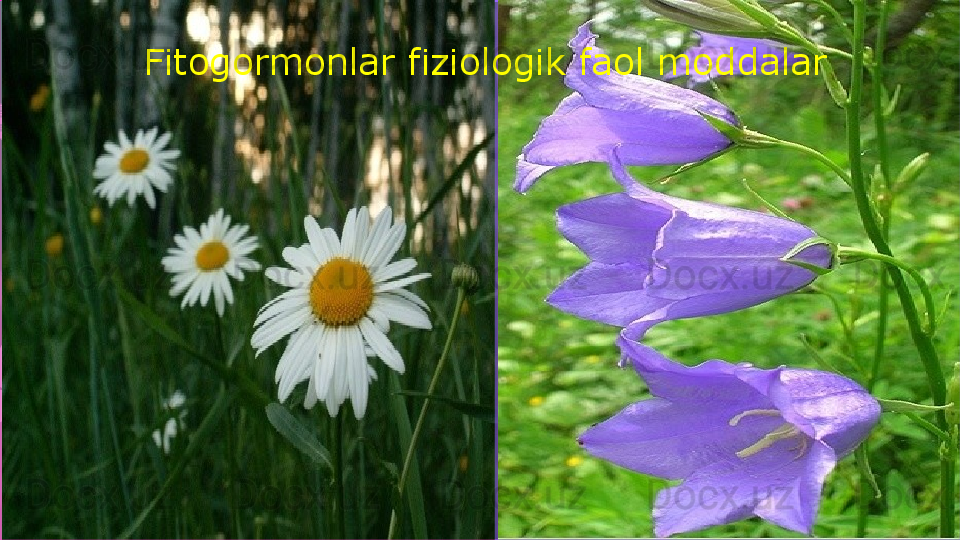  
Fitogormonlar fiziologik faol moddalar                                                                        