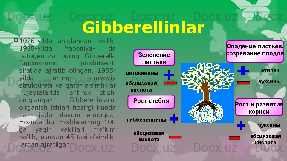 Gibberellinlar

1926-yilda  aniqlangan  bo'lib, 
1938-yilda  Yaponiya-  da 
patogen  zamburug'  Gibberella 
fujjcuroining  produtsenti 
sifatida  ajratib  olingan.  1955-
yilda  uning  kimyoviy 
strukturasi  va  qator  o'simliklar  
hujayralarida  ishtirok  etishi 
aniqlangan.  Gibberellinlarni 
o'rganish  ishlari  hozirgi  kunda 
ham  jadal  davom  etmoqda. 
Hozirda  bu  moddalarning  100 
ga  yaqin  vakillari  ma'lum 
bo'lib,  ulardan  45  tasi  o'simlik- 
lardan ajratilgan. Зеленение 
листьев
абсцизовая 
кислотацитокинины
Рост стебля
гиббереллины
абсцизовая 
кислота Опадение листьев, 
созревание плодов
этилен
ауксины
Рост и развитие 
корней
ауксины
абсцизовая 
кислота                                                                        