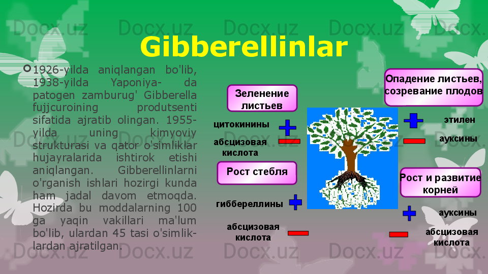 Gibberellinlar
1926-yilda  aniqlangan  bo'lib, 
1938-yilda  Yaponiya-  da 
patogen  zamburug'  Gibberella 
fujjcuroining  produtsenti 
sifatida  ajratib  olingan.  1955-
yilda  uning  kimyoviy 
strukturasi  va  qator  o'simliklar  
hujayralarida  ishtirok  etishi 
aniqlangan.  Gibberellinlarni 
o'rganish  ishlari  hozirgi  kunda 
ham  jadal  davom  etmoqda. 
Hozirda  bu  moddalarning  100 
ga  yaqin  vakillari  ma'lum 
bo'lib,  ulardan  45  tasi  o'simlik- 
lardan ajratilgan. Зеленение 
листьев
абсцизовая 
кислотацитокинины
Рост стебля
гиббереллины
абсцизовая 
кислота Опадение листьев, 
созревание плодов
этилен
ауксины
Рост и развитие 
корней
ауксины
абсцизовая 
кислота