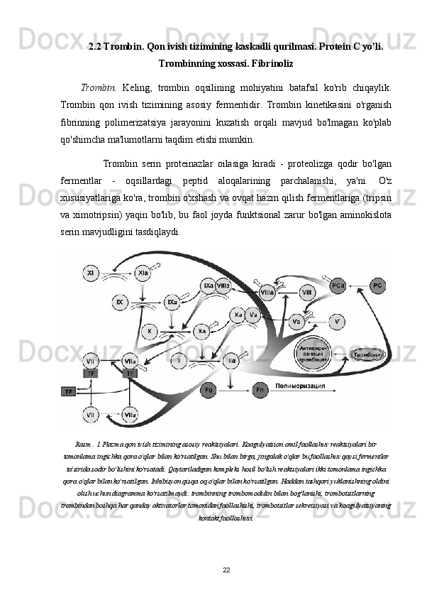 2.2 Trombin. Qon ivish tizimining kaskadli qurilmasi. Protein C yo'li.
Trombinning xossasi. Fibrinoliz
Trombin.   Keling,   trombin   oqsilining   mohiyatini   batafsil   ko'rib   chiqaylik.
Trombin   qon   ivish   tizimining   asosiy   fermentidir.   Trombin   kinetikasini   o'rganish
fibrinning   polimerizatsiya   jarayonini   kuzatish   orqali   mavjud   bo'lmagan   ko'plab
qo'shimcha ma'lumotlarni taqdim etishi mumkin.
          Trombin   serin   proteinazlar   oilasiga   kiradi   -   proteolizga   qodir   bo'lgan
fermentlar   -   oqsillardagi   peptid   aloqalarining   parchalanishi,   ya'ni.   O'z
xususiyatlariga ko'ra, trombin o'xshash va ovqat hazm qilish fermentlariga (tripsin
va ximotripsin) yaqin bo'lib, bu faol joyda funktsional  zarur bo'lgan aminokislota
serin mavjudligini tasdiqlaydi.
Rasm . 1 Plazma qon ivish tizimining asosiy reaktsiyalari. Koagulyatsion omil faollashuv reaktsiyalari bir
tomonlama ingichka qora o'qlar bilan ko'rsatilgan. Shu bilan birga, jingalak o'qlar bu faollashuv qaysi fermentlar
ta'sirida sodir bo'lishini ko'rsatadi. Qaytariladigan kompleks hosil bo'lish reaktsiyalari ikki tomonlama ingichka
qora o'qlar bilan ko'rsatilgan. Inhibisyon qisqa oq o'qlar bilan ko'rsatilgan. Haddan tashqari yuklanishning oldini
olish uchun diagramma ko'rsatilmaydi: trombinning trombomodulin bilan bog'lanishi, trombotsitlarning
trombindan boshqa har qanday aktivatorlar tomonidan faollashishi, trombotsitlar sekretsiyasi va koagulyatsiyaning
kontakt faollashuvi.
22 