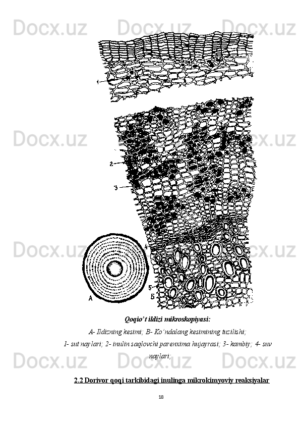 Qoqio’t ildizi mikroskopiyasi:
A- Ildizning kesimi; B- Ko’ndalang kesimining tuzilishi;
1- sut naylari; 2- inulin saqlovchi parenxima hujayrasi; 3- kambiy; 4- suv
naylari;
2.2 Dorivor qoqi tarkibidagi inulinga mikrokimyoviy reaksiyalar
18