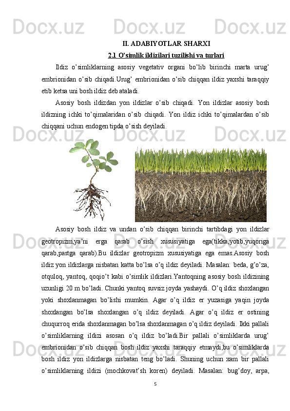 II. ADABIYOTLAR SHARXI
2.1     O’simlik ildizilari tuzilishi va turlari   
Ildiz   o’simliklarning   asosiy   vegetativ   organi   bo’lib   birinchi   marta   urug’
embrionidan   o’sib  chiqadi.Urug’   embrionidan   o’sib   chiqqan   ildiz  yaxshi   taraqqiy
etib ketsa uni bosh ildiz deb ataladi.
Asosiy   bosh   ildizdan   yon   ildizlar   o’sib   chiqadi.   Yon   ildizlar   asosiy   bosh
ildizning   ichki   to’qimalaridan   o’sib   chiqadi.   Yon   ildiz   ichki   to’qimalardan   o’sib
chiqqani uchun endogen tipda o’sish deyiladi.  
Asosiy   bosh   ildiz   va   undan   o’sib   chiqqan   birinchi   tartibdagi   yon   ildizlar
geotropizm,ya’ni   erga   qarab   o’sish   xususiyatiga   ega(tikka,yotib,yuqoriga
qarab,pastga   qarab).Bu   ildizlar   geotropizm   xususiyatiga   ega   emas.Asosiy   bosh
ildiz yon ildizlarga nisbatan katta bo’lsa o’q ildiz deyiladi. Masalan: beda, g’o’za,
otquloq,  yantoq,   qoqio’t   kabi   o’simlik  ildizlari.Yantoqning   asosiy   bosh   ildizining
uzunligi 20 m bo’ladi. Chunki yantoq suvsiz joyda yashaydi. O’q ildiz shoxlangan
yoki   shoxlanmagan   bo’lishi   mumkin.   Agar   o’q   ildiz   er   yuzasiga   yaqin   joyda
shoxlangan   bo’lsa   shoxlangan   o’q   ildiz   deyiladi.   Agar   o’q   ildiz   er   ostining
chuqurroq erida shoxlanmagan bo’lsa shoxlanmagan o’q ildiz deyiladi. Ikki pallali
o’simliklarning   ildizi   asosan   o’q   ildiz   bo’ladi.Bir   pallali   o’simliklarda   urug’
embrionidan   o’sib   chiqqan   bosh   ildiz   yaxshi   taraqqiy   etmaydi,bu   o’simliklarda
bosh   ildiz   yon   ildizlarga   nisbatan   teng   bo’ladi.   Shuning   uchun   xam   bir   pallali
o’simliklarning   ildizi   (mochkovat’sh   koren)   deyiladi.   Masalan:   bug’doy,   arpa,
5 