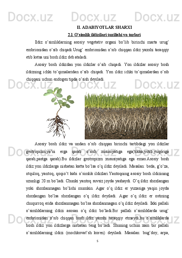 II. ADABIYOTLAR SHARXI
2.1     O’simlik ildizilari tuzilishi va turlari   
Ildiz   o’simliklarning   asosiy   vegetativ   organi   bo’lib   birinchi   marta   urug’
embrionidan   o’sib  chiqadi.Urug’   embrionidan   o’sib   chiqqan   ildiz  yaxshi   taraqqiy
etib ketsa uni bosh ildiz deb ataladi.
Asosiy   bosh   ildizdan   yon   ildizlar   o’sib   chiqadi.   Yon   ildizlar   asosiy   bosh
ildizning   ichki   to’qimalaridan   o’sib   chiqadi.   Yon   ildiz   ichki   to’qimalardan   o’sib
chiqqani uchun endogen tipda o’sish deyiladi.  
Asosiy   bosh   ildiz   va   undan   o’sib   chiqqan   birinchi   tartibdagi   yon   ildizlar
geotropizm,ya’ni   erga   qarab   o’sish   xususiyatiga   ega(tikka,yotib,yuqoriga
qarab,pastga   qarab).Bu   ildizlar   geotropizm   xususiyatiga   ega   emas.Asosiy   bosh
ildiz yon ildizlarga nisbatan katta bo’lsa o’q ildiz deyiladi. Masalan: beda, g’o’za,
otquloq,  yantoq,   qoqio’t   kabi   o’simlik  ildizlari.Yantoqning   asosiy   bosh   ildizining
uzunligi 20 m bo’ladi. Chunki yantoq suvsiz joyda yashaydi. O’q ildiz shoxlangan
yoki   shoxlanmagan   bo’lishi   mumkin.   Agar   o’q   ildiz   er   yuzasiga   yaqin   joyda
shoxlangan   bo’lsa   shoxlangan   o’q   ildiz   deyiladi.   Agar   o’q   ildiz   er   ostining
chuqurroq erida shoxlanmagan bo’lsa shoxlanmagan o’q ildiz deyiladi. Ikki pallali
o’simliklarning   ildizi   asosan   o’q   ildiz   bo’ladi.Bir   pallali   o’simliklarda   urug’
embrionidan   o’sib   chiqqan   bosh   ildiz   yaxshi   taraqqiy   etmaydi,bu   o’simliklarda
bosh   ildiz   yon   ildizlarga   nisbatan   teng   bo’ladi.   Shuning   uchun   xam   bir   pallali
o’simliklarning   ildizi   (mochkovat’sh   koren)   deyiladi.   Masalan:   bug’doy,   arpa,
5