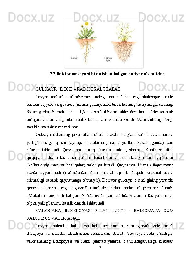 2.2 Ildizi xomashyo sifatida ishlatiladigan dorivor o’simliklar
GULXAYRI ILDIZI – RADICES ALTHAEAE 
Tayyor   mahsulot   silindrsimon,   uchiga   qarab   biroz   ingichkalashgan,   ustki
tomoni oq yoki sarg’ish-oq (arman gulxayriniki biroz kulrang tusli) rangli, uzunligi
35 sm gacha, diametri 0,5 — 1,5 —2 sm li ildiz bo’laklaridan iborat. Ildiz sertolali
bo’lganidan sindirilganda osonlik bilan, darrov titilib ketadi. Mahsulotning o’ziga
xos hidi va shirin mazasi bor.
Gulxayri   ildizining   preparatlari   o’rab   oluvchi,   balg’am   ko’chiruvchi   hamda
yallig’lanishga   qarshi   (ayniqsa,   bolalarning   nafas   yo’llari   kasallanganda)   dori
sifatida   ishlatiladi.   Qaynatma,   quruq   ekstrakt,   kukun,   sharbat.   Kubik   shaklida
qirqilgan   ildiz   nafas   olish   yo’llari   kasalliklarida   ishlatiladigan   turli   yig’malar
(ko’krak   yig’masi   va   boshqalar)   tarkibiga   kiradi.   Qaynatma   ildizdan   faqat   sovuq
suvda   tayyorlanadi   (mahsulotdan   shilliq   modda   ajralib   chiqadi,   kraxmal   suvda
erimasligi  sababli  qaynatmaga o’tmaydi). Dorivor  gulxayri  o’simligining yerustki
qismidan   ajratib   olingan   uglevodlar   aralashmasidan   „mukaltin“   preparati   olinadi.
„Mukaltin“   preparati   balg’am   ko’chiruvchi   dori   sifatida   yuqori   nafas   yo’llari   va
o’pka yallig’lanishi kasalliklarida ishlatiladi.
VALERIANA   ILDIZPOYASI   BILAN   ILDIZI   –   RHIZOMATA   CUM
RADICIBUS VALERIANAE
Tayyor   mahsulot   kalta,   vertikal,   konussimon,   ichi   g’ovak   yoki   bo’sh
ildizpoya   va   mayda,   silindrsimon   ildizlardan   iborat.   Yovvoyi   holda   o’sadigan
valeriananing   ildizpoyasi   va   ildizi   plantatsiyalarda   o’stiriladiganlariga   nisbatan
7 