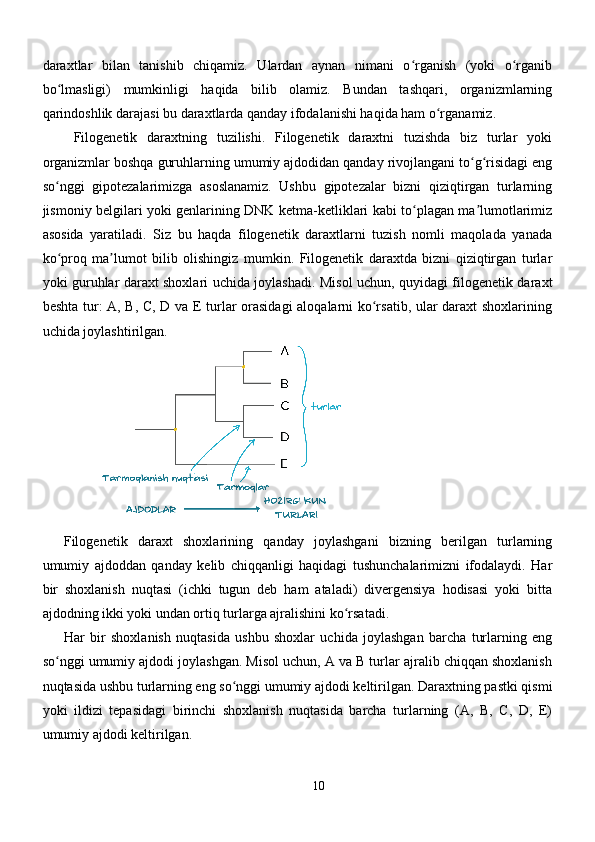 daraxtlar   bilan   tanishib   chiqamiz.   Ulardan   aynan   nimani   o rganish   (yoki   o rganibʻ ʻ
bo lmasligi)   mumkinligi   haqida   bilib   olamiz.   Bundan   tashqari,   organizmlarning	
ʻ
qarindoshlik darajasi bu daraxtlarda qanday ifodalanishi haqida ham o rganamiz.	
ʻ
  Filogenetik   daraxtning   tuzilishi.   Filogenetik   daraxtni   tuzishda   biz   turlar   yoki
organizmlar boshqa guruhlarning umumiy ajdodidan qanday rivojlangani to g risidagi eng	
ʻ ʻ
so nggi   gipotezalarimizga   asoslanamiz.   Ushbu   gipotezalar   bizni   qiziqtirgan   turlarning	
ʻ
jismoniy belgilari yoki genlarining DNK ketma-ketliklari kabi to plagan ma lumotlarimiz	
ʻ ʼ
asosida   yaratiladi.   Siz   bu   haqda   filogenetik   daraxtlarni   tuzish   nomli   maqolada   yanada
ko proq   ma lumot   bilib   olishingiz   mumkin.   Filogenetik   daraxtda   bizni   qiziqtirgan   turlar	
ʻ ʼ
yoki guruhlar daraxt shoxlari uchida joylashadi. Misol uchun, quyidagi filogenetik daraxt
beshta tur: A, B, C, D va E turlar orasidagi  aloqalarni ko rsatib, ular daraxt shoxlarining	
ʻ
uchida joylashtirilgan. 
Filogenetik   daraxt   shoxlarining   qanday   joylashgani   bizning   berilgan   turlarning
umumiy   ajdoddan   qanday   kelib   chiqqanligi   haqidagi   tushunchalarimizni   ifodalaydi.   Har
bir   shoxlanish   nuqtasi   (ichki   tugun   deb   ham   ataladi)   divergensiya   hodisasi   yoki   bitta
ajdodning ikki yoki undan ortiq turlarga ajralishini ko rsatadi.	
ʻ
Har   bir   shoxlanish   nuqtasida   ushbu   shoxlar   uchida   joylashgan   barcha   turlarning   eng
so nggi umumiy ajdodi joylashgan. Misol uchun, A va B turlar ajralib chiqqan shoxlanish	
ʻ
nuqtasida ushbu turlarning eng so nggi umumiy ajdodi keltirilgan. Daraxtning pastki qismi	
ʻ
yoki   ildizi   tepasidagi   birinchi   shoxlanish   nuqtasida   barcha   turlarning   (A,   B,   C,   D,   E)
umumiy ajdodi keltirilgan.
10 