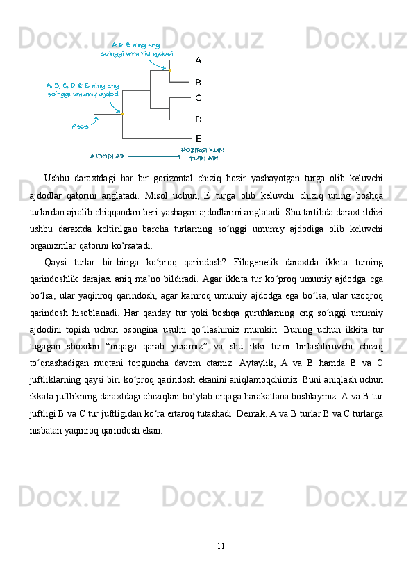 Ushbu   daraxtdagi   har   bir   gorizontal   chiziq   hozir   yashayotgan   turga   olib   keluvchi
ajdodlar   qatorini   anglatadi.   Misol   uchun,   E   turga   olib   keluvchi   chiziq   uning   boshqa
turlardan ajralib chiqqandan beri yashagan ajdodlarini anglatadi. Shu tartibda daraxt ildizi
ushbu   daraxtda   keltirilgan   barcha   turlarning   so nggi   umumiy   ajdodiga   olib   keluvchiʻ
organizmlar qatorini ko rsatadi.	
ʻ
Qaysi   turlar   bir-biriga   ko proq   qarindosh?   Filogenetik   daraxtda   ikkita   turning	
ʻ
qarindoshlik   darajasi   aniq   ma no   bildiradi.   Agar   ikkita   tur   ko proq  umumiy   ajdodga  ega	
ʼ ʻ
bo lsa,   ular   yaqinroq   qarindosh,   agar   kamroq   umumiy   ajdodga   ega   bo lsa,   ular   uzoqroq	
ʻ ʻ
qarindosh   hisoblanadi.   Har   qanday   tur   yoki   boshqa   guruhlarning   eng   so nggi   umumiy	
ʻ
ajdodini   topish   uchun   osongina   usulni   qo llashimiz   mumkin.   Buning   uchun   ikkita   tur	
ʻ
tugagan   shoxdan   “orqaga   qarab   yuramiz”   va   shu   ikki   turni   birlashtiruvchi   chiziq
to qnashadigan   nuqtani   topguncha   davom   etamiz.   Aytaylik,   A   va   B   hamda   B   va   C	
ʻ
juftliklarning qaysi biri ko proq qarindosh ekanini aniqlamoqchimiz. Buni aniqlash uchun	
ʻ
ikkala juftlikning daraxtdagi chiziqlari bo ylab orqaga harakatlana boshlaymiz. A va B tur	
ʻ
juftligi B va C tur juftligidan ko ra ertaroq tutashadi. Demak, A va B turlar B va C turlarga	
ʻ
nisbatan yaqinroq qarindosh ekan.
11 