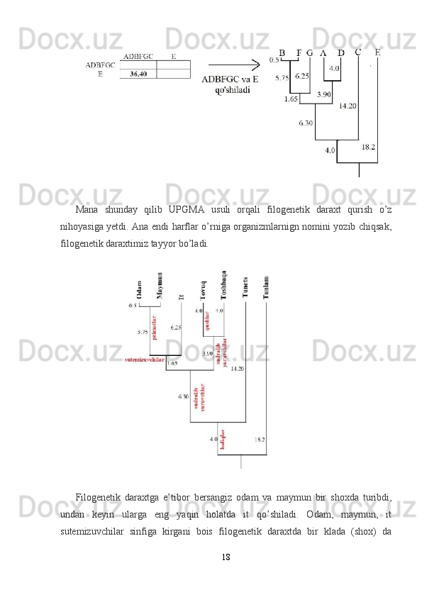 Mana   shunday   qilib   UPGMA   usuli   orqali   filogenetik   daraxt   qurish   o’z
nihoyasiga yetdi. Ana endi harflar o’rniga organizmlarnign nomini yozib chiqsak,
filogenetik daraxtimiz tayyor bo’ladi.
Filogenetik   daraxtga   e’tibor   bersangi z   odam   va   maymun   bir   shoxda   turibdi,
undan   keyin   ularga   eng   yaqin   holatda   it   qo’shiladi.   Odam,   maymun,   it
sutemizuvchilar   sinfiga   kirgani   bois   filogenetik   daraxtda   bir   klada   (shox)   da
18 