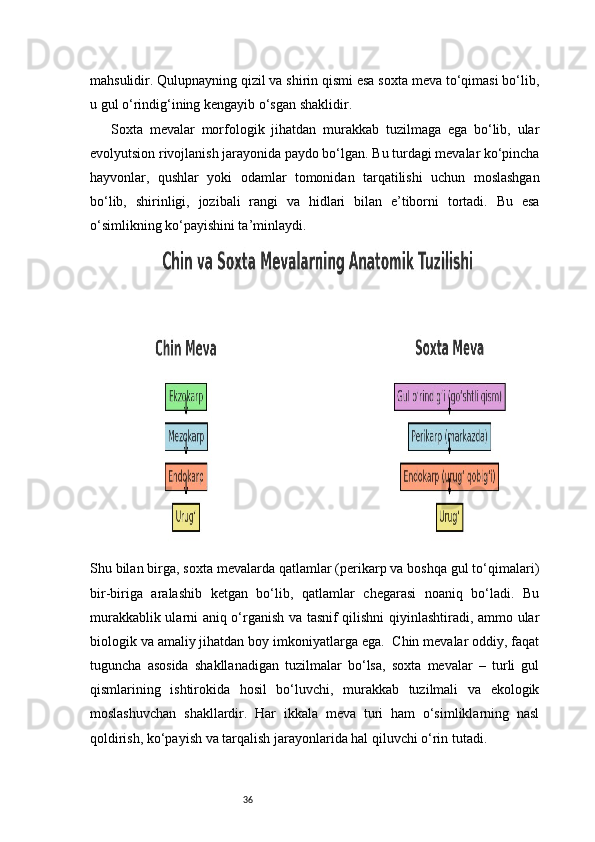 36mahsulidir. Qulupnayning qizil va shirin qismi esa soxta meva to‘qimasi bo‘lib,
u gul o‘rindig‘ining kengayib o‘sgan shaklidir.
Soxta   mevalar   morfologik   jihatdan   murakkab   tuzilmaga   ega   bo‘lib,   ular
evolyutsion rivojlanish jarayonida paydo bo‘lgan. Bu turdagi mevalar ko‘pincha
hayvonlar,   qushlar   yoki   odamlar   tomonidan   tarqatilishi   uchun   moslashgan
bo‘lib,   shirinligi,   jozibali   rangi   va   hidlari   bilan   e’tiborni   tortadi.   Bu   esa
o‘simlikning ko‘payishini ta’minlaydi.
Shu bilan birga, soxta mevalarda qatlamlar (perikarp va boshqa gul to‘qimalari)
bir-biriga   aralashib   ketgan   bo‘lib,   qatlamlar   chegarasi   noaniq   bo‘ladi.   Bu
murakkablik ularni aniq o‘rganish va tasnif qilishni qiyinlashtiradi, ammo ular
biologik va amaliy jihatdan boy imkoniyatlarga ega.  Chin mevalar oddiy, faqat
tuguncha   asosida   shakllanadigan   tuzilmalar   bo‘lsa,   soxta   mevalar   –   turli   gul
qismlarining   ishtirokida   hosil   bo‘luvchi,   murakkab   tuzilmali   va   ekologik
moslashuvchan   shakllardir.   Har   ikkala   meva   turi   ham   o‘simliklarning   nasl
qoldirish, ko‘payish va tarqalish jarayonlarida hal qiluvchi o‘rin tutadi. 