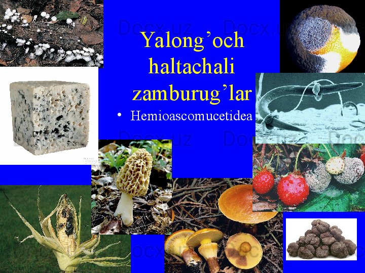 Yalong’och 
haltachali 
zamburug’lar
•
Hemioascomucetidea 