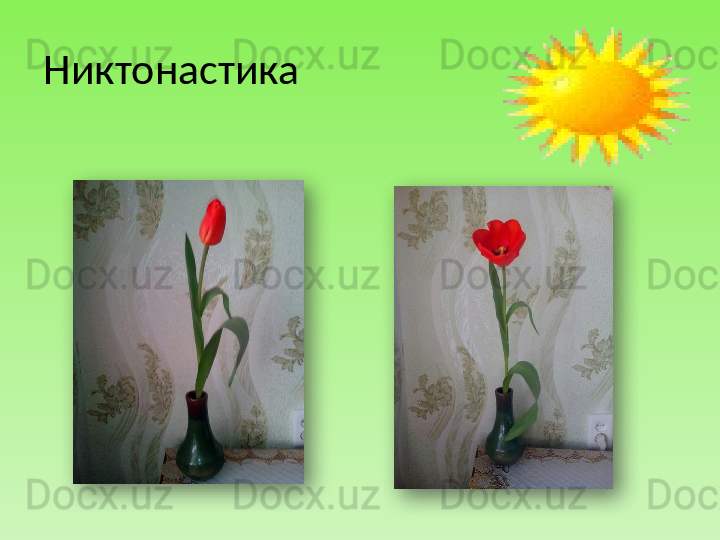 Никтонастика