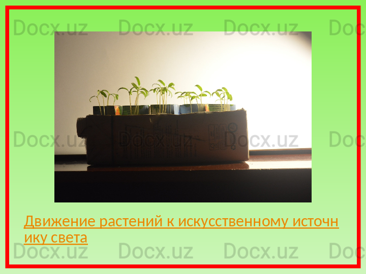 Движение растений к искусственному источн
ику света