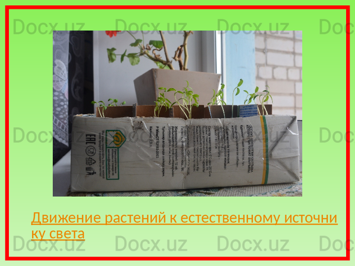 Движение растений к естественному источни
ку света