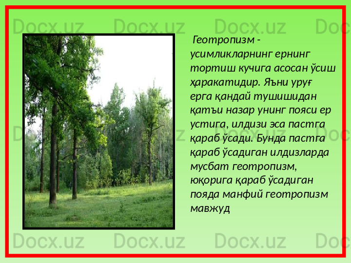   Геотропизм - 
усимликларнинг ернинг 
тортиш кучига асосан ўсиш 
ҳаракатидир. Яъни уруғ 
ерга қандай тушишидан 
қатъи назар унинг пояси ер 
устига, илдизи эса пастга 
қараб ўсади. Бунда пастга 
қараб ўсадиган илдизларда 
мусбат геотропизм, 
юқорига қараб ўсадиган 
пояда манфий геотропизм 
мавжуд  