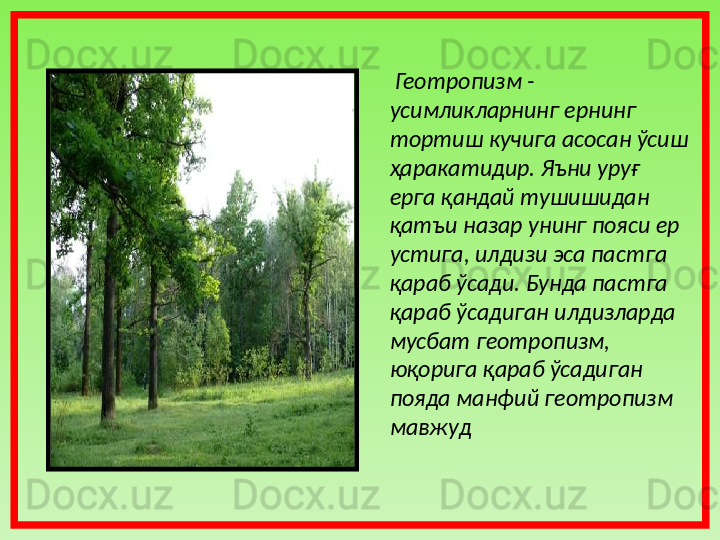 Геотропизм - 
усимликларнинг ернинг 
тортиш кучига асосан ўсиш 
ҳаракатидир. Яъни уруғ 
ерга қандай тушишидан 
қатъи назар унинг пояси ер 
устига, илдизи эса пастга 
қараб ўсади. Бунда пастга 
қараб ўсадиган илдизларда 
мусбат геотропизм, 
юқорига қараб ўсадиган 
пояда манфий геотропизм 
мавжуд