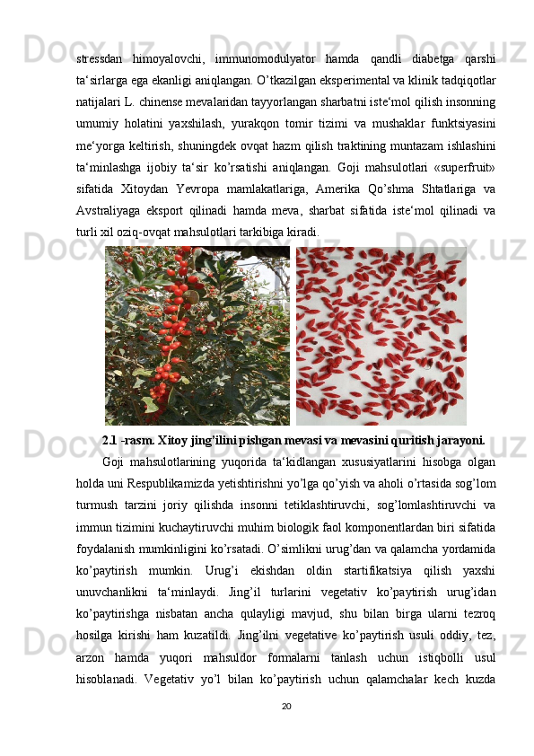 stressdan   himoyalovchi,   immunomodulyator   hamda   qandli   diabetga   qarshi
ta‘sirlarga ega ekanligi aniqlangan. O’tkazilgan eksperimental va klinik tadqiqotlar
natijalari L. chinense mevalaridan tayyorlangan sharbatni iste‘mol qilish insonning
umumiy   holatini   yaxshilash,   yurakqon   tomir   tizimi   va   mushaklar   funktsiyasini
me‘yorga   keltirish,   shuningdek   ovqat   hazm   qilish   traktining   muntazam   ishlashini
ta‘minlashga   ijobiy   ta‘sir   ko’rsatishi   aniqlangan.   Goji   mahsulotlari   «superfruit»
sifatida   Xitoydan   Yevropa   mamlakatlariga,   Amerika   Qo’shma   Shtatlariga   va
Avstraliyaga   eksport   qilinadi   hamda   meva,   sharbat   sifatida   iste‘mol   qilinadi   va
turli xil oziq-ovqat mahsulotlari tarkibiga kiradi.
  
2.1 -rasm. Xitoy jing’ilini pishgan mevasi va mevasini quritish jarayoni.
Goji   mahsulotlarining   yuqorida   ta‘kidlangan   xususiyatlarini   hisobga   olgan
holda uni Respublikamizda yetishtirishni yo’lga qo’yish va aholi o’rtasida sog’lom
turmush   tarzini   joriy   qilishda   insonni   tetiklashtiruvchi,   sog’lomlashtiruvchi   va
immun tizimini kuchaytiruvchi muhim biologik faol komponentlardan biri sifatida
foydalanish mumkinligini ko’rsatadi. O’simlikni urug’dan va qalamcha yordamida
ko’paytirish   mumkin.   Urug’i   ekishdan   oldin   startifikatsiya   qilish   yaxshi
unuvchanlikni   ta‘minlaydi.   Jing’il   turlarini   vegetativ   ko’paytirish   urug’idan
ko’paytirishga   nisbatan   ancha   qulayligi   mavjud,   shu   bilan   birga   ularni   tezroq
hosilga   kirishi   ham   kuzatildi.   Jing’ilni   vegetative   ko’paytirish   usuli   oddiy,   tez,
arzon   hamda   yuqori   mahsuldor   formalarni   tanlash   uchun   istiqbolli   usul
hisoblanadi.   Vegetativ   yo’l   bilan   ko’paytirish   uchun   qalamchalar   kech   kuzda
20 