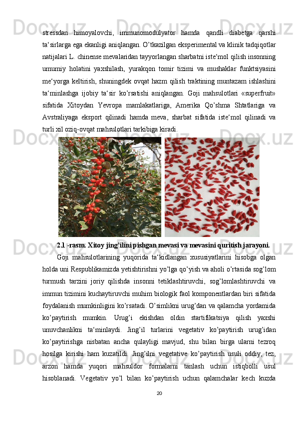 stressdan   himoyalovchi,   immunomodulyator   hamda   qandli   diabetga   qarshi
ta‘sirlarga ega ekanligi aniqlangan. O’tkazilgan eksperimental va klinik tadqiqotlar
natijalari L. chinense mevalaridan tayyorlangan sharbatni iste‘mol qilish insonning
umumiy   holatini   yaxshilash,   yurakqon   tomir   tizimi   va   mushaklar   funktsiyasini
me‘yorga   keltirish,   shuningdek   ovqat   hazm   qilish   traktining   muntazam   ishlashini
ta‘minlashga   ijobiy   ta‘sir   ko’rsatishi   aniqlangan.   Goji   mahsulotlari   «superfruit»
sifatida   Xitoydan   Yevropa   mamlakatlariga,   Amerika   Qo’shma   Shtatlariga   va
Avstraliyaga   eksport   qilinadi   hamda   meva,   sharbat   sifatida   iste‘mol   qilinadi   va
turli xil oziq-ovqat mahsulotlari tarkibiga kiradi.
  
2.1 -rasm. Xitoy jing’ilini pishgan mevasi va mevasini quritish jarayoni.
Goji   mahsulotlarining   yuqorida   ta‘kidlangan   xususiyatlarini   hisobga   olgan
holda uni Respublikamizda yetishtirishni yo’lga qo’yish va aholi o’rtasida sog’lom
turmush   tarzini   joriy   qilishda   insonni   tetiklashtiruvchi,   sog’lomlashtiruvchi   va
immun tizimini kuchaytiruvchi muhim biologik faol komponentlardan biri sifatida
foydalanish mumkinligini ko’rsatadi. O’simlikni urug’dan va qalamcha yordamida
ko’paytirish   mumkin.   Urug’i   ekishdan   oldin   startifikatsiya   qilish   yaxshi
unuvchanlikni   ta‘minlaydi.   Jing’il   turlarini   vegetativ   ko’paytirish   urug’idan
ko’paytirishga   nisbatan   ancha   qulayligi   mavjud,   shu   bilan   birga   ularni   tezroq
hosilga   kirishi   ham   kuzatildi.   Jing’ilni   vegetative   ko’paytirish   usuli   oddiy,   tez,
arzon   hamda   yuqori   mahsuldor   formalarni   tanlash   uchun   istiqbolli   usul
hisoblanadi.   Vegetativ   yo’l   bilan   ko’paytirish   uchun   qalamchalar   kech   kuzda
20