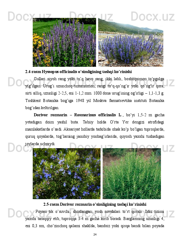 2.4-rasm Hyssopus officinalis o’simligining tashqi ko’rinishi
Gullari   siyoh   rang   yoki   to’q   havo   rang,   ikki   labli,   boshoqsimon   to’pgulga
yig’ilgan.   Urug’i   uzunchoq-tuxumsimon,   rangi   to’q-qo’ng’ir   yoki   qo’ng’ir   qora,
sirti silliq, uzunligi 2-2,5, eni 1-1,2 mm. 1000 dona urug’ining og’irligi – 1,1-1,3 g.
Toshkent   Botanika   bog’iga   1948   yil   Moskva   farmatsevtika   instituti   Botanika
bog’idan keltirilgan.
Dorivor   rozmarin   –   Rosmarinus   officinalis   L .,   bo’yi   1,5-2   m   gacha
yetadigan   doim   yashil   buta.   Tabiiy   holda   O’rta   Yer   dengizi   atrofidagi
mamlakatlarda o’sadi. Aksariyat hollarda tarkibida ohak ko’p bo’lgan tuproqlarda,
quruq   qoyalarda,   tog’larning   janubiy   yonbag’irlarida,   quyosh   yaxshi   tushadigan
joylarda uchraydi.
          
2.5-rasm Dorivor rozmarin o’simligining tashqi ko’rinishi
  Poyasi   tik   o’suvchi,   shoxlangan,   yosh   novdalari   to’rt   qirrali.   Ildiz   tizimi
yaxshi   taraqqiy   etib,   tuproqqa   3-4   m   gacha   kirib   boradi.   Barglarining   uzunligi   4,
eni   0,3   sm,   cho’zinchoq   qalami   shaklda,   bandsiz   yoki   qisqa   bandi   bilan   poyada
24