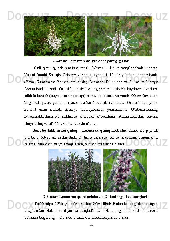   
2.7-rasm Ortosifon (buyrak choy)ning gullari
  Guli   qiyshiq,   och   binafsha   rangli.   Mevasi   –   1-4   ta   yong’oqchadan   iborat.
Vatani   Janubi-Sharqiy   Osiyoning   tropik   rayonlari.   U   tabiiy   holda   Indoneziyada
(Yava,   Sumatra   va   Borneo   orollarida),   Birmada,   Filippinda   va   Shimoliy-Sharqiy
Avstraliyada   o’sadi.   Ortosifon   o’simligining   preparati   siydik   haydovchi   vositasi
sifatida buyrak (buyrak tosh kasalligi) hamda xoletsistit va yurak glikozidlari bilan
birgalikda yurak qon tomiri sistemasi kasalliklarida ishlatiladi. Ortosifon bir yillik
ko’chat   ekini   sifatida   Gruziya   subtropiklarida   yetishtiriladi.   O’zbekistonning
ixtisoslashtirilgan   xo’jaliklarida   sinovdan   o’tkazilgan.   Aniqlanishicha,   buyrak
choyi ochiq va oftobli yerlarda yaxshi o‘sadi.
Besh   bo`lakli   arslonquloq   –   Leonurus   quinquelobatus   Gilib.   Ko`p   yillik
o`t, bo`yi 50-80 sm gacha etadi. O`rtacha darajada namga talabchan, begona o`tli
erlarda, dala cheti va yo`l yoqalarida, o`rmon etaklarida o`sadi.
                   
2.8-rasm Leonurus quinquelobatus Gilibning gul va barglari
  Toshkentga   1956   yil   sobiq   ittifoq   Sibir   filiali   Botanika   bog`idan   olingan
urug`laridan   ekib   o`stirilgan   va   istiqbolli   tur   deb   topilgan.   Hozirda   Toshkent
botanika bog`ining ―Dorivor o`simliklar laboratoriyasida o`sadi.
26 