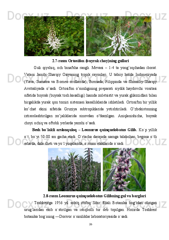2.7-rasm Ortosifon (buyrak choy)ning gullari
  Guli   qiyshiq,   och   binafsha   rangli.   Mevasi   –   1-4   ta   yong’oqchadan   iborat.
Vatani   Janubi-Sharqiy   Osiyoning   tropik   rayonlari.   U   tabiiy   holda   Indoneziyada
(Yava,   Sumatra   va   Borneo   orollarida),   Birmada,   Filippinda   va   Shimoliy-Sharqiy
Avstraliyada   o’sadi.   Ortosifon   o’simligining   preparati   siydik   haydovchi   vositasi
sifatida buyrak (buyrak tosh kasalligi) hamda xoletsistit va yurak glikozidlari bilan
birgalikda yurak qon tomiri sistemasi kasalliklarida ishlatiladi. Ortosifon bir yillik
ko’chat   ekini   sifatida   Gruziya   subtropiklarida   yetishtiriladi.   O’zbekistonning
ixtisoslashtirilgan   xo’jaliklarida   sinovdan   o’tkazilgan.   Aniqlanishicha,   buyrak
choyi ochiq va oftobli yerlarda yaxshi o‘sadi.
Besh   bo`lakli   arslonquloq   –   Leonurus   quinquelobatus   Gilib.   Ko`p   yillik
o`t, bo`yi 50-80 sm gacha etadi. O`rtacha darajada namga talabchan, begona o`tli
erlarda, dala cheti va yo`l yoqalarida, o`rmon etaklarida o`sadi.
                   
2.8-rasm Leonurus quinquelobatus Gilibning gul va barglari
  Toshkentga   1956   yil   sobiq   ittifoq   Sibir   filiali   Botanika   bog`idan   olingan
urug`laridan   ekib   o`stirilgan   va   istiqbolli   tur   deb   topilgan.   Hozirda   Toshkent
botanika bog`ining ―Dorivor o`simliklar laboratoriyasida o`sadi.
26