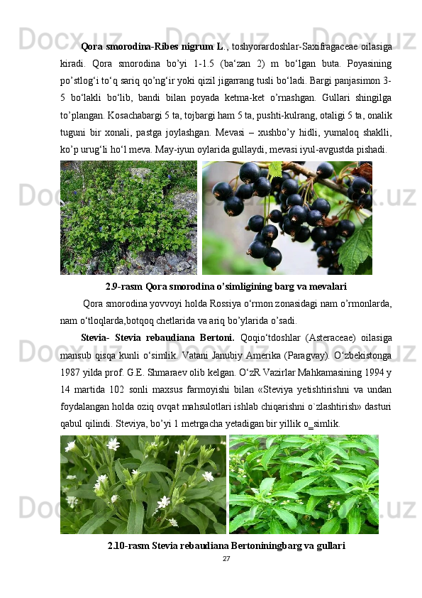 Qora  smorodina-Ribes   nigrum  L .,  toshyorardoshlar-Saxifragaceae  oilasiga
kiradi.   Qora   smorodina   bo’yi   1-1.5   (ba‘zan   2)   m   bo‘lgan   buta.   Poyasining
po’stlog‘i to‘q sariq qo’ng‘ir yoki qizil jigarrang tusli bo‘ladi. Bargi panjasimon 3-
5   bo‘lakli   bo‘lib,   bandi   bilan   poyada   ketma-ket   o’rnashgan.   Gullari   shingilga
to’plangan. Kosachabargi 5 ta, tojbargi ham 5 ta, pushti-kulrang, otaligi 5 ta, onalik
tuguni   bir   xonali,   pastga   joylashgan.   Mevasi   –   xushbo’y   hidli,   yumaloq   shaklli,
ko’p urug‘li ho‘l meva. May-iyun oylarida gullaydi, mevasi iyul-avgustda pishadi.
  
2.9-rasm Qora smorodina o’simligining barg va mevalari
 Qora smorodina yovvoyi holda Rossiya o‘rmon zonasidagi nam o’rmonlarda,
nam o‘tloqlarda,botqoq chetlarida va ariq bo’ylarida o’sadi.
Stevia-   Stevia   rebaudiana   Bertoni.   Qoqio‘tdoshlar   (Asteraceae)   oilasiga
mansub qisqa  kunli  o‘simlik.  Vatani  Janubiy Amerika (Paragvay). O zbekistongaʻ
1987 yilda prof. G.E. Shmaraev olib kelgan. O‘zR Vazirlar Mahkamasining 1994 y
14   martida   102   sonli   maxsus   farmoyishi   bilan   «Steviya   yetishtirishni   va   undan
foydalangan holda oziq ovqat mahsulotlari ishlab chiqarishni o`zlashtirish» dasturi
qabul qilindi. Steviya, bo’yi 1 metrgacha yetadigan bir yillik o‗simlik. 
   
2.10-rasm Stevia rebaudiana Bertoniningbarg va gullari
27