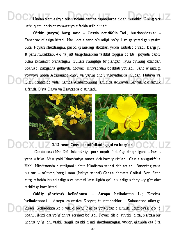 Undan xom-ashyo olish uchun barcha tuproqlarda ekish mumkin. Uning yer
ustki qismi dorivor xom-ashyo sifatida urib olinadi.
O’tkir   (nayza)   barg   sano   –   Cassia   acutifolia   Del.,   burchoqdoshlar   –
Fabaceae oilasiga kiradi. Har ikkala sano o’simligi bo’yi 1 m ga yetadigan yarim
buta. Poyasi shoxlangan, pastki qismidagi shoxlari yerda sudralib o’sadi. Bargi ju
ft   patli   murakkab,   4-8   ta   juft   bargchalardan   tashkil   topgan   bo‘lib   ,   poyada   bandi
bilan   ketmaket   o’rnashgan.   Gullari   shingilga   to’plangan.   Iyun   oyining   oxiridan
boshlab,   kuzgacha   gullaydi.   Mevasi   sentyabrdan   boshlab   yetiladi.   Sano   o’simligi
yovvoyi   holda   Afrikaning   cho’l   va   yarim   cho’l   viloyatlarida   (Sudan,   Nubiya   va
Qizil dengiz bo’yida) hamda Arabistonning janubida uchraydi. Bir yillik o’simlik
sifatida O’rta Osiyo va Kavkazda o’stiriladi.
        
2.13-rasm Cassia acutifolianing gul va barglari
 Cassia acutifolia Del. Iskandariya porti orqali chet elga chiqarilgani uchun u
yana Afrika, Misr yoki Iskandariya sanosi  deb ham yuritiladi. Cassia anugutifolia
Vahl. Hindistonda o’stirilgani uchun Hindiston sanosi  deb ataladi. Sanoning yana
bir   turi   –   to’mtoq   bargli   sano   (Italiya   sanosi)   Cassia   obovata   Collad.   Bor.   Sano
surgi sifatida ishlatiladigan va bavosil kasalligida qo’llaniladigan choy – yig’m alar
tarkibiga ham kiradi.
Oddiy   (dorivor)   belladonna   –   Atropa   belladonna   L.;   Kavkaz
belladonnasi   –   Atropa   caucasica   Kreyer;   ituzumdoshlar   –   Solanaceae   oilasiga
kiradi. Belladonna ko’p yillik, bo’yi 2 m ga yetadigan o’simlik. Ildizpoyasi k o ‘p
boshli, ildizi esa yo’g’on va sershox bo’ladi. Poyasi tik o ‘suvchi, bitta, b a‘zan bir
nechta, y ’g ‘on, yashil rangli, pastki qismi shoxlanmagan, yuqori qismida esa 3 ta
30