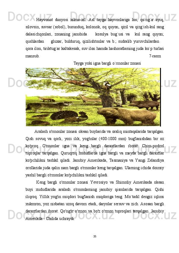        Hayvonot   dunyosi   xilma-xil.   Asl   tayga   hayvonlariga   los,   qo`ng`ir   ayiq,
silovsin, suvsar (sobol), burunduq, kolonok, oq quyon, qizil va qizg`ish-kul rang
dalasichqonlari,   zonaning   janubida     kosulya   bug`usi   va     kul   rang   quyon;
qushlardan     gluxar,   bulduruq,   qizilishtonlar   va   b.;   sudralib   yuruvchilardan  	
 
qora ilon, tiriktug`ar kaltakesak, suv ilon hamda hashoratlarning juda ko`p turlari
mansub.                                                                                                      7-rasm
                                             Tayga yoki igna bargli o`rmonlar zonasi
              Aralash o'rmonlar zonasi okean buylarida va oraliq mintaqalarida tarqalgan.
Qish   sovuq   va   qorli,   yozi   ilik,   yog'inlar   (400-1000   mm)   bug'lanishdan   bir   oz
ko'proq.   O'rmonlar   igna   va   keng   bargli   daraxtlardan   iborat.   Chim-podzol
tuproqlar   tarqalgan.   Quruqroq   hududlarda   igna   bargli   va   mayda   bargli   daraxtlar
ko'pchilikni   tashkil   qiladi.   Janubiy   Amerikada,   Tasmaniya   va   Yangi   Zelandiya
orollarida juda qalin nam bargli o'rmonlar keng tarqalgan. Ularning ichida doimiy
yashil bargli o'rmonlar ko'pchilikni tashkil qiladi. 
Keng   bargli   o'rmonlar   zonasi   Yevrosiyo   va   Shimoliy   Amerikada   okean
buyi   xududlarida   aralash   o'rmonlarning   janubiy   qismlarida   tarqalgan.   Qishi
iliqroq.   Yillik   yog'in   miqdori   bug'lanish   miqdoriga   teng.   Mo`tadil   dengiz   iqlimi
xukmron, yoz nisbatan uzoq davom etadi, daryolar sersuv va zich. Asosan bargli
daraxtlardan  iborat.  Qo'ng'ir o'rmon  va  bo'z o'rmon  tuproqlari  tarqalgan.  Janubiy
Amerikda - Chilida uchraydi. 
35 