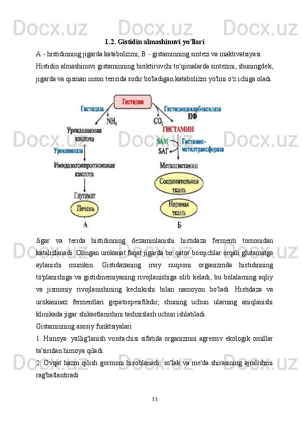 1.2. Gistidin almashinuvi yo'llari
A - histidinning jigarda katabolizmi; B - gistaminning sintezi va inaktivatsiyasi.
Histidin almashinuvi gistaminning biriktiruvchi to'qimalarda sintezini, shuningdek,
jigarda va qisman inson terisida sodir bo'ladigan katabolizm yo'lini o'z ichiga oladi.
Jigar   va   terida   histidinning   dezaminlanishi   histidaza   fermenti   tomonidan
katalizlanadi. Olingan urokanat faqat jigarda bir qator bosqichlar orqali glutamatga
aylanishi   mumkin.   Gistidazaning   irsiy   nuqsoni   organizmda   histidinning
to'planishiga   va  gistidinemiyaning  rivojlanishiga   olib  keladi,  bu  bolalarning  aqliy
va   jismoniy   rivojlanishining   kechikishi   bilan   namoyon   bo'ladi.   Histidaza   va
urokaninaz   fermentlari   gepatospesifikdir,   shuning   uchun   ularning   aniqlanishi
klinikada jigar shikastlanishini tashxislash uchun ishlatiladi.
Gistaminning asosiy funktsiyalari
1.  Himoya:   yallig'lanish  vositachisi  sifatida   organizmni  agressiv  ekologik  omillar
ta'siridan himoya qiladi.
2.  Ovqat   hazm  qilish  gormoni   hisoblanadi:  so'lak  va  me'da   shirasining  ajralishini
rag'batlantiradi
11 