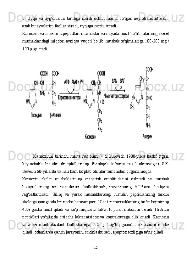 3.   Uyqu   va   uyg'onishni   tartibga   solish   uchun   mas'ul   bo'lgan   neyrotransmitterdir:
asab hujayralarini faollashtiradi, uyquga qarshi turadi.
Karnozin va anserin dipeptidlari mushaklar va miyada hosil bo'lib, ularning skelet
mushaklaridagi miqdori ayniqsa yuqori bo'lib, mushak to'qimalariga 100-200 mg /
100 g ga etadi.
Karnozinni   birinchi   marta   rus   olimi   V.S.Gulevich   1900-yilda   kashf   etgan,
keyinchalik   histidin   dipeptidlarining   fiziologik   ta sirini   rus   biokimyogari   S.E.ʼ
Severin 60-yillarda va hali ham ko'plab olimlar tomonidan o'rganilmoqda.
Karnozin   skelet   mushaklarining   qisqarish   amplitudasini   oshiradi   va   mushak
hujayralarining   ion   nasoslarini   faollashtiradi,   miyozinning   ATP-aza   faolligini
rag'batlantiradi.   Silliq   va   yurak   mushaklaridagi   histidin   peptidlarining   tarkibi
skeletga qaraganda bir necha baravar past. Ular tez mushaklarning bufer hajmining
40% gacha hosil qiladi va ko'p miqdorda laktat to'plash imkonini beradi. Histidin
peptidlari yo'qligida ortiqcha laktat atsidoz va kontrakturaga olib keladi. Karnozin
va   anserin   antioksidant   faollikka   ega,   NO   ga   bog'liq   guanilat   siklazasini   inhibe
qiladi, odamlarda qarish jarayonini sekinlashtiradi, apoptoz tezligiga ta'sir qiladi.
12 