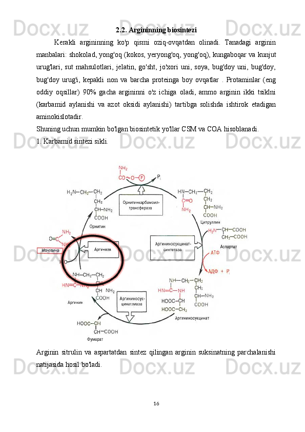 2.2. Argininning biosintezi
Kerakli   argininning   ko'p   qismi   oziq-ovqatdan   olinadi.   Tanadagi   arginin
manbalari: shokolad, yong'oq (kokos, yeryong'oq, yong'oq), kungaboqar va kunjut
urug'lari,   sut   mahsulotlari,   jelatin,   go'sht,   jo'xori   uni,   soya,   bug'doy   uni,   bug'doy,
bug'doy   urug'i,   kepakli   non   va   barcha   proteinga   boy   ovqatlar   .   Protaminlar   (eng
oddiy   oqsillar)   90%   gacha   argininni   o'z   ichiga   oladi,   ammo   arginin   ikki   tsiklni
(karbamid   aylanishi   va   azot   oksidi   aylanishi)   tartibga   solishda   ishtirok   etadigan
aminokislotadir.
Shuning uchun mumkin bo'lgan biosintetik yo'llar CSM va COA hisoblanadi.
1. Karbamid sintezi sikli.
Arginin   sitrulin   va   aspartatdan   sintez   qilingan   arginin   suksinatning   parchalanishi
natijasida hosil bo'ladi.
16 