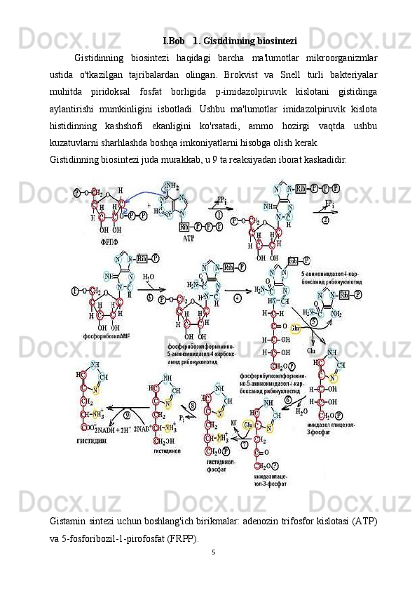 II.BIBb  I.Bob  b 1. Gistidinning biosintezi 
Gistidinning   biosintezi   haqidagi   barcha   ma'lumotlar   mikroorganizmlar
ustida   o'tkazilgan   tajribalardan   olingan.   Brokvist   va   Snell   turli   bakteriyalar
muhitda   piridoksal   fosfat   borligida   p-imidazolpiruvik   kislotani   gistidinga
aylantirishi   mumkinligini   isbotladi.   Ushbu   ma'lumotlar   imidazolpiruvik   kislota
histidinning   kashshofi   ekanligini   ko'rsatadi,   ammo   hozirgi   vaqtda   ushbu
kuzatuvlarni sharhlashda boshqa imkoniyatlarni hisobga olish kerak.
Gistidinning biosintezi juda murakkab, u 9 ta reaksiyadan iborat kaskadidir.
Gistamin sintezi uchun boshlang'ich birikmalar: adenozin trifosfor kislotasi (ATP)
va 5-fosforibozil-1-pirofosfat (FRPP).
5 